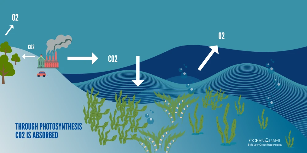 Seagrasses store more blue carbon than previously thought